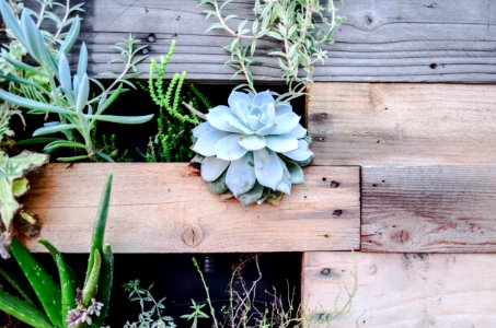 Living wall, Succulent