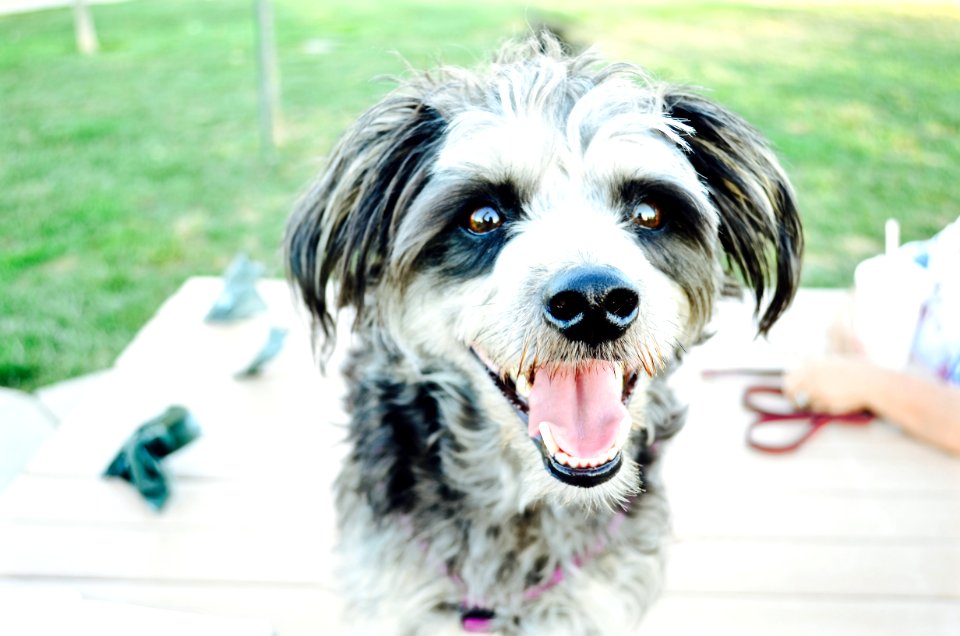 Woodl, United states, Dogs