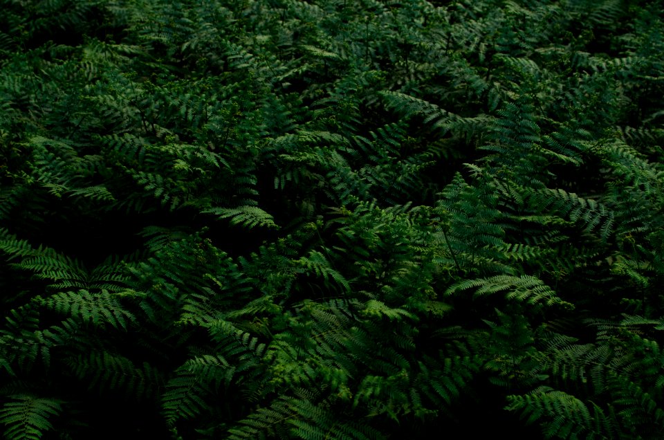Ground, Minimalism, Fern