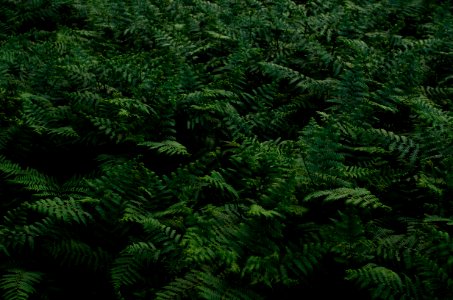 Ground, Minimalism, Fern