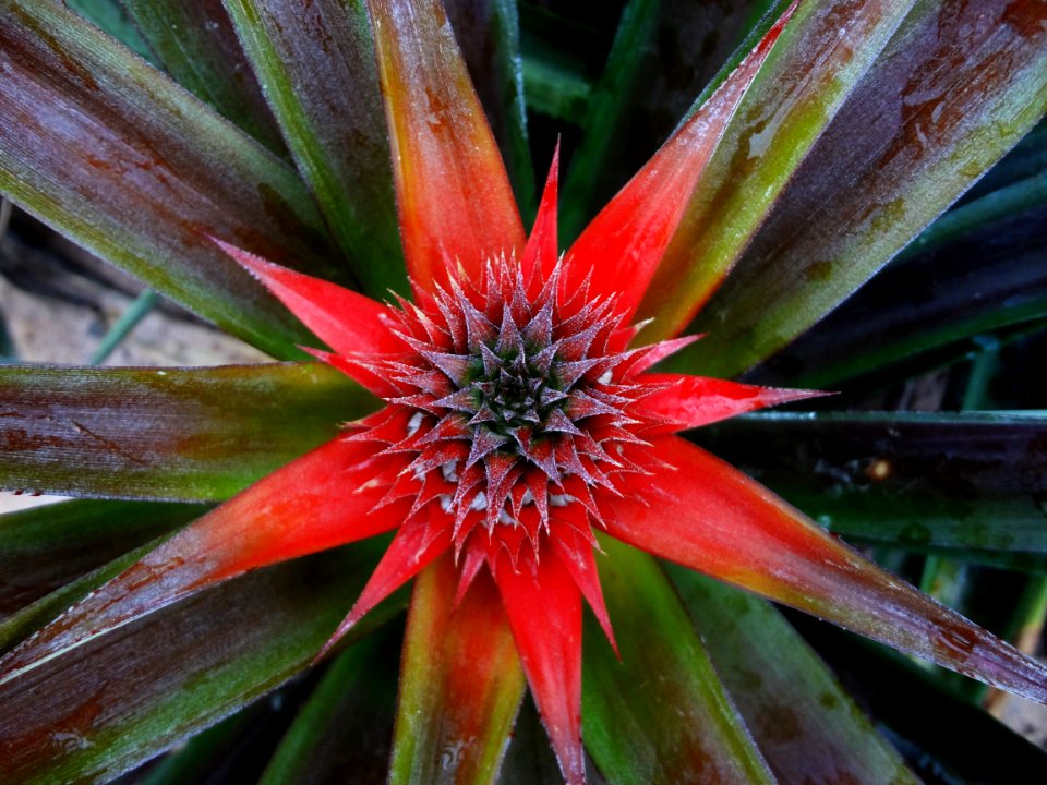 Fruit