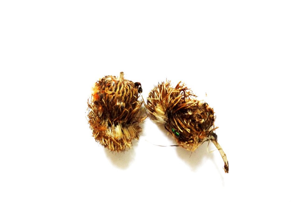Texas, Seeds