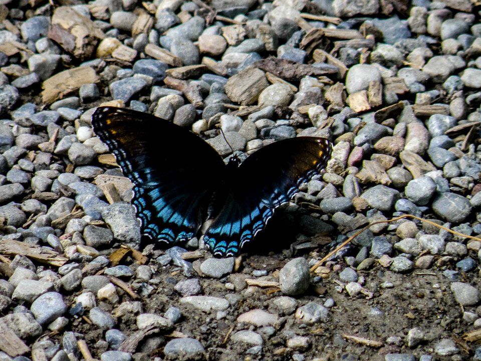 Blue, Butterflies, Insect