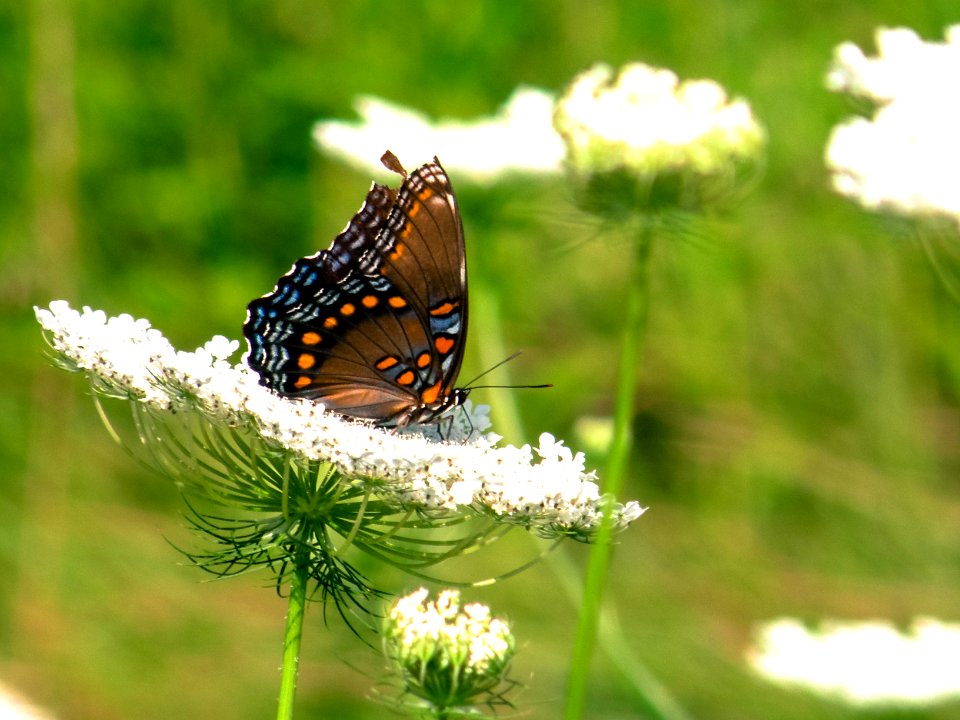 Flowers, Trees, Butterflies