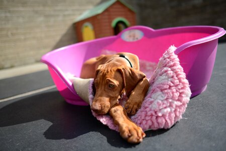 Pup vizsla tired vizsla puppy breed