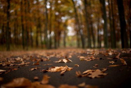Ypsilanti, United states