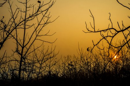 Indonesia, Forest, Morning