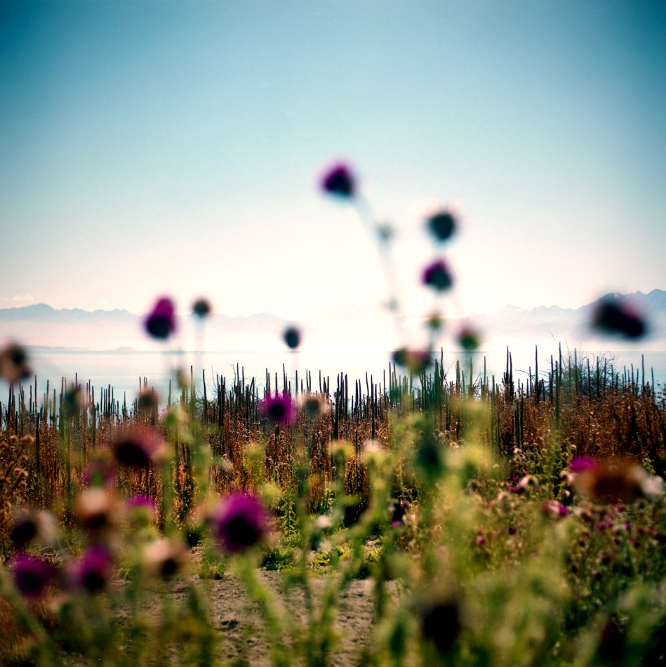 New zeal, Lake pukaki, Summer
