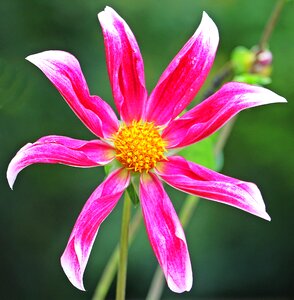 Flower composites flower garden