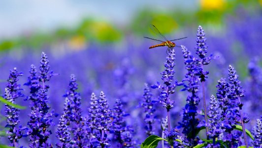 orange dragonfly perched on purple flower photo