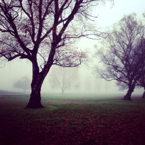 bare trees with fogs photo