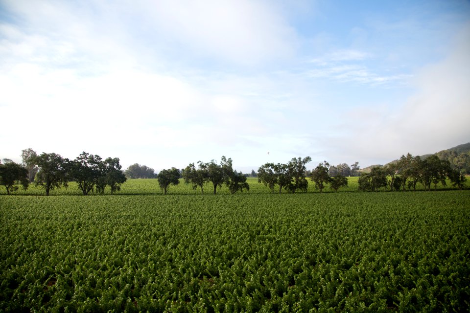 Napa valley, Farm, Wine