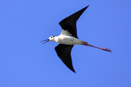 Bird wader sky