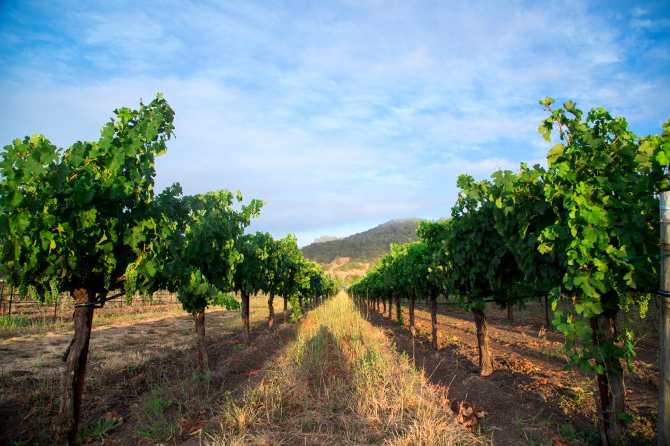 Napa valley, Vineyard, Trees