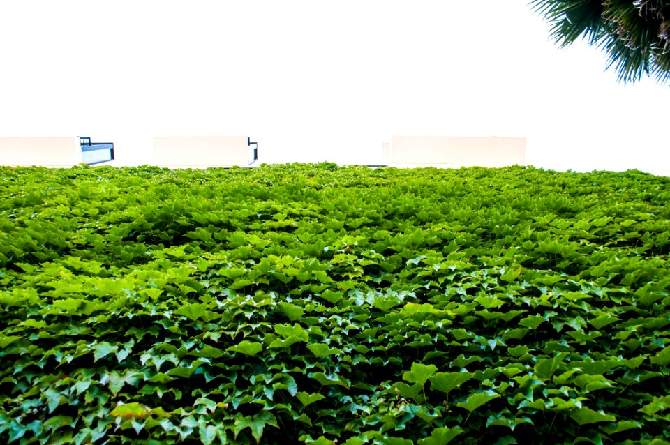 San francisco, United states, Green
