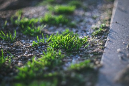 Grass grown, Grass covered, Outside