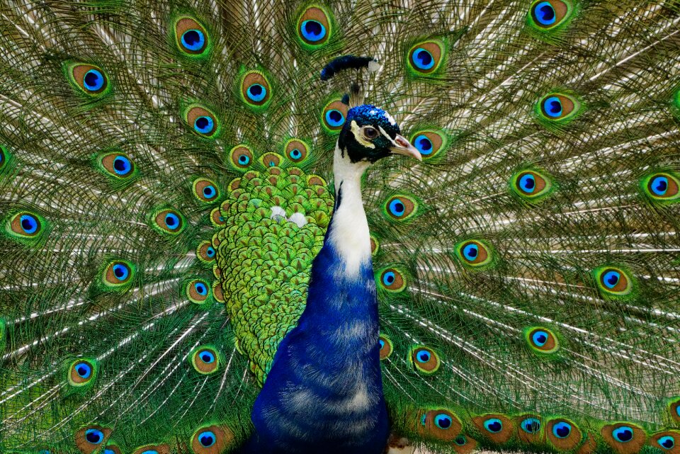 Peacock wheel bird