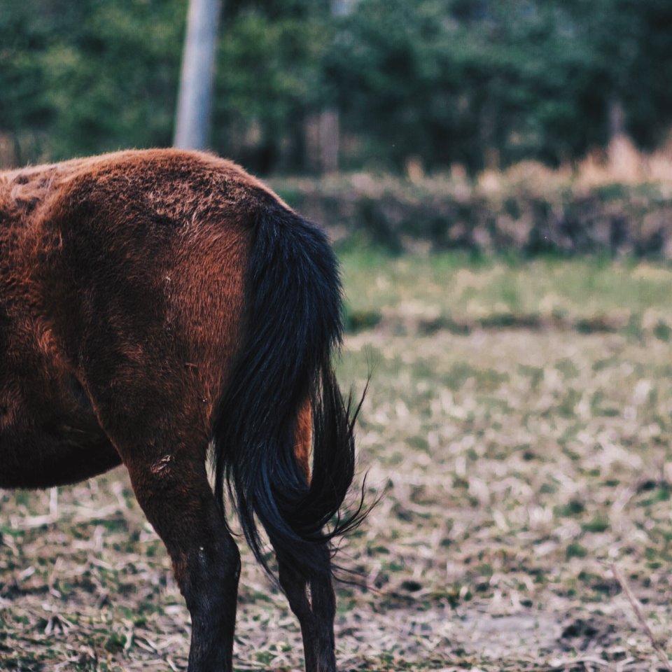Brown, Nature, Horse