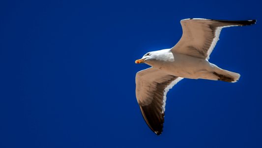 Flying, Bird, Seagull