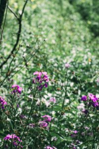 purple flowers on brown tree branch during daytime photo