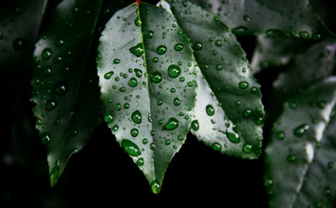 green leaf with raindrops photo