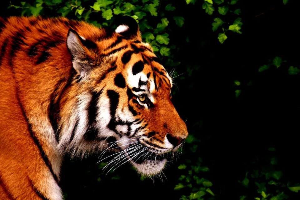 Beautiful dangerous big cat