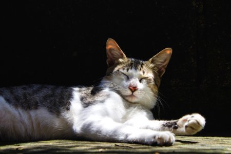 Pet, Cute, Animal
