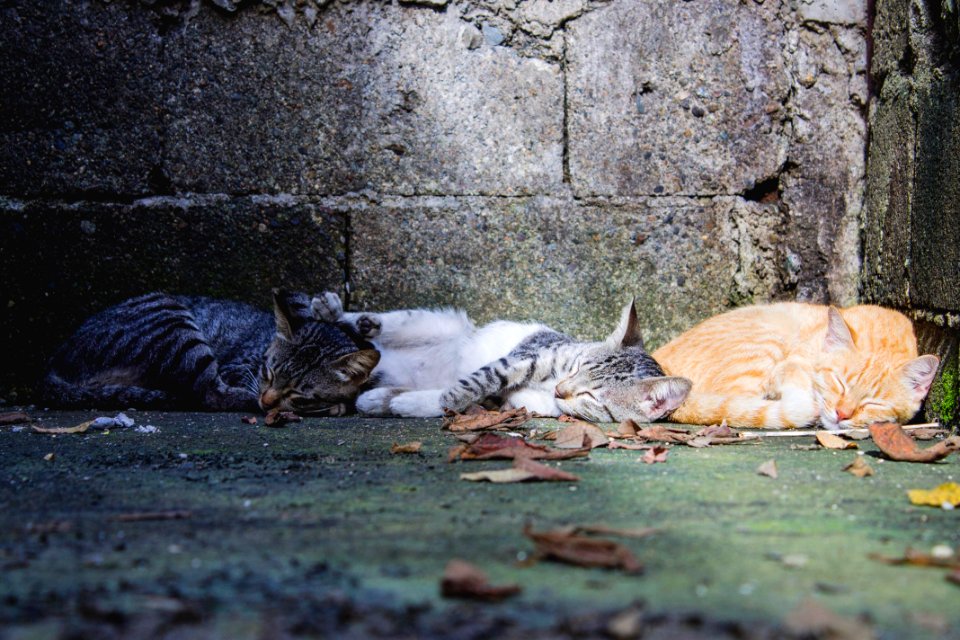 Pet, Cute, Cats