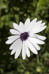 Spring garden macro