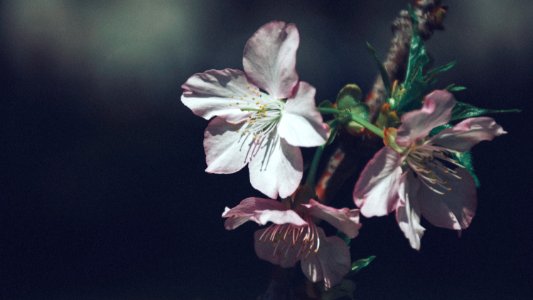 Taipei, Taiwan, Flower