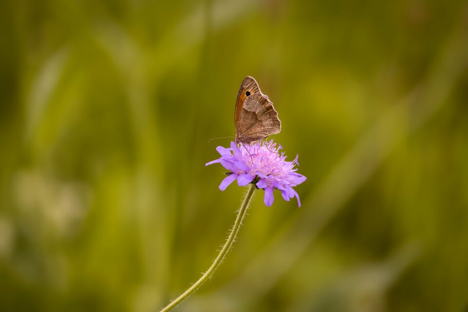 Landed nature close up