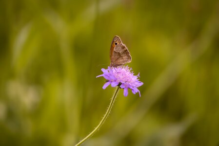 Landed nature close up