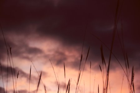 Jos  g lvez, Peru, Grass