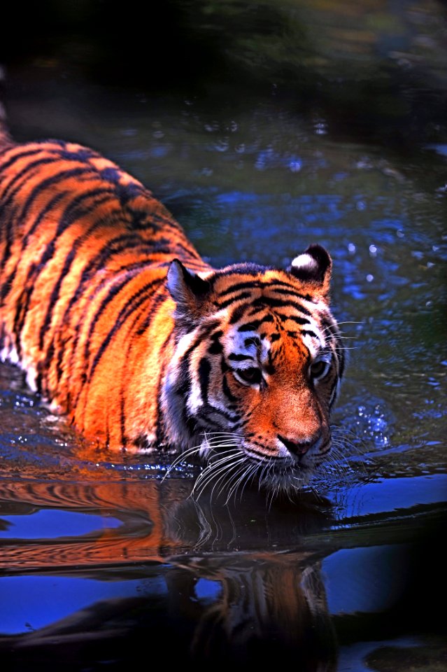 shallow focus photography of brown and black tiger