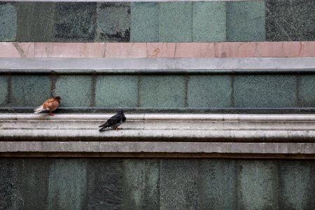 photo of two brown and black pigeons photo