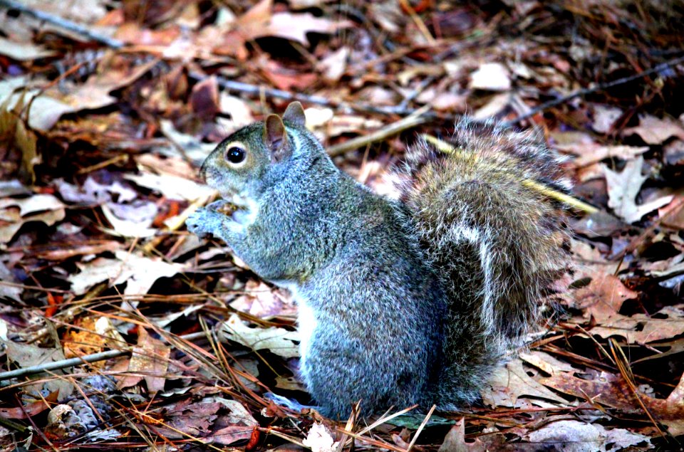 Newport news, United states, Nature