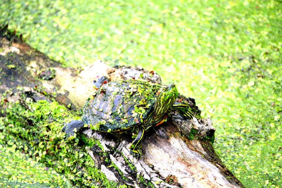 Newport news, United states, Turtle