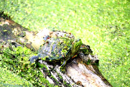 Newport news, United states, Turtle