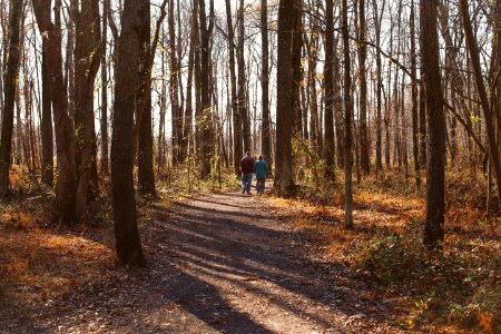 Winter, Fall, Woods photo