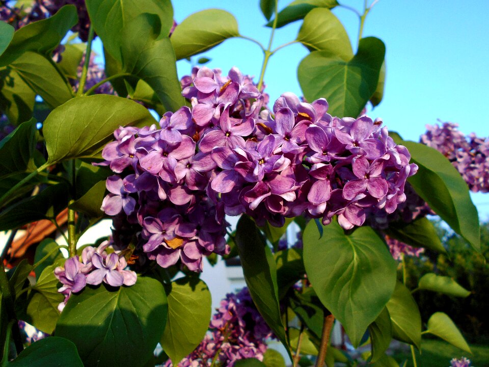 Nature green foliage