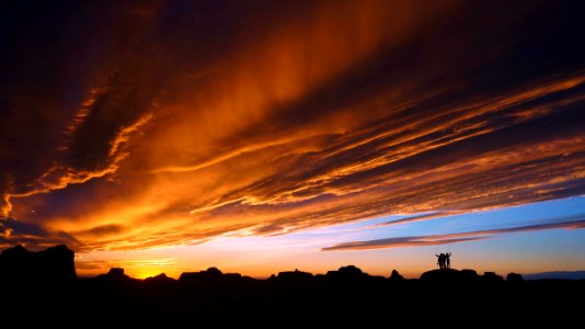 silhouette of trees during orange sunset