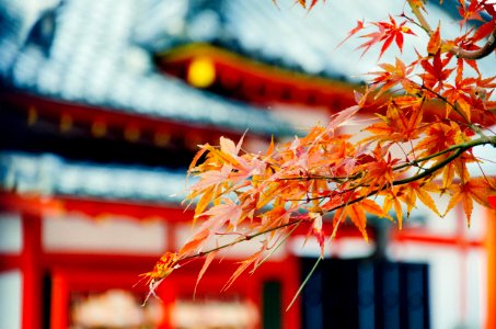 Kyoto, Japan, Autumn