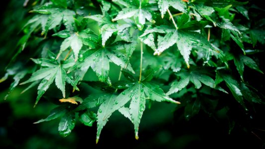 Kamakura, Japan, Leaves photo