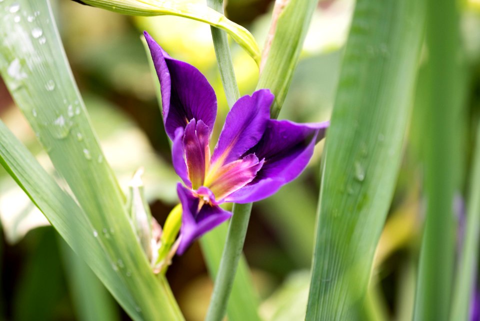 Cary, United states, Purple