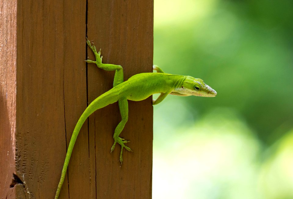 Cary, United states, Lizard