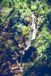 Amalfi, Italy, Forest