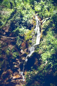 Amalfi, Italy, Forest photo