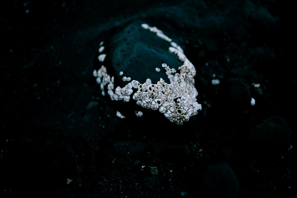 Contrast, Rock, Shells