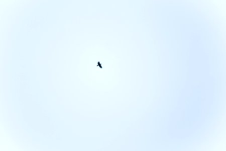 Simple, Free, Nature