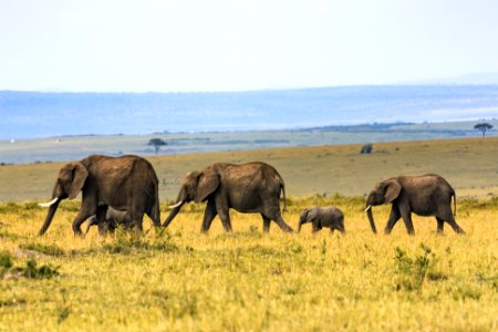 five elephants on brown grass photo